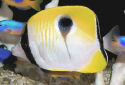 Click for more info on Teardrop Butterflyfish