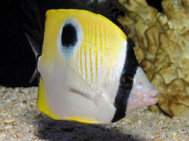 Teardrop Butterflyfish or Onespot Butterflyfish, Chaetodon unimaculatus
