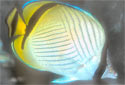 Click for more info on Vagabond Butterflyfish