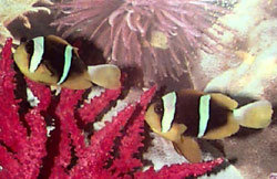 Allard's Clownfish pair, Amphiprion allardi