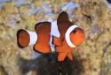 Animal-World info on Common or False Percula Clownfish