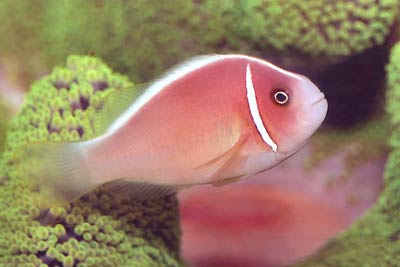 Pink Skunk Clownfish, Amphiprion perideraion