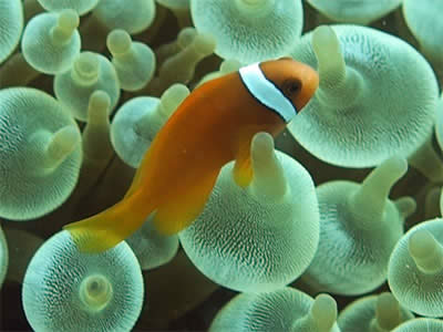 Tomato Clownfish Amphiprion frenatus