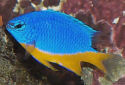 Click for more info on Azure Damselfish