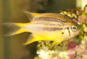 Click for more info on Black and Gold Chromis