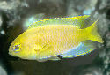 Click for more info on Canary Deep Water Damsel