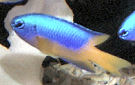 Click for more info on Gold Belly Damselfish