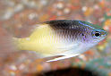 Click for more info on Rolland's Damselfish