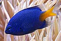 Click for more info on Yellowtail Blue Damselfish