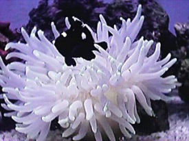 Domino Damsel, Dascyllus trimaculatus, with anemone