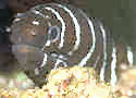 Animal-World info on Zebra Moray Eel