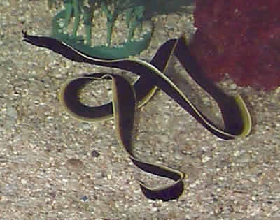 Picture of a Black Ribbon Eel