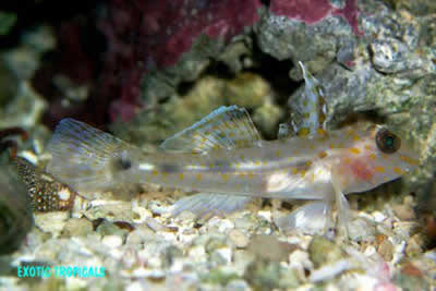 Picture of a Cave Goby or Transparent Goby, Coryphopterus glaucofenum