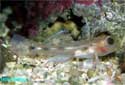Cave Goby Fact Sheet
