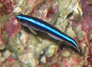 PIcture of a Neon Goby or Neon Blue Goby