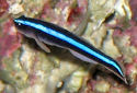 Neon Goby Fact Sheet