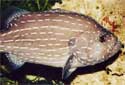Animal-World info on Golden-striped Grouper