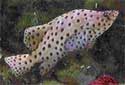 Animal-World info on Panther Grouper