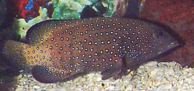 Picture of a Blue-spotted Grouper