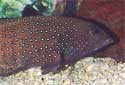 Animal-World info on Blue-spotted Grouper