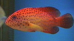 Picture of a Miniatus Grouper or Coral Trout