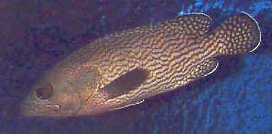 Picture of a White-spotted Grouper