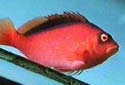 Click for more info on Flame Hawkfish