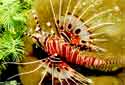 Animal-World info on Antennata Lionfish