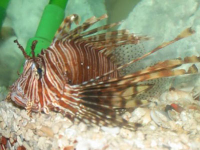Picture of a Volitans Lionfish, Black Lionfish, or Red Firefish