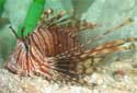 Animal-World info on Volitans Lionfish