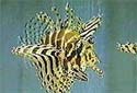 Animal-World info on Shortfin Lionfish