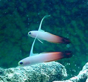 Firefish or Fire Goby