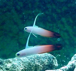 Picture of a Firefish, Nemateleotris magnifica