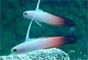 Miscellaneous Saltwater Fish