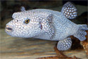 Picture of a Guinea Fowl Puffer Arothron meleagris
