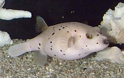Picture of a Dog-faced Puffer, Black-spotted Puffer, or Hush Puppy Puffer 