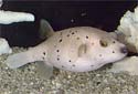Click for more info on Dog-faced Puffer