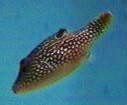 Picture of a False-eye Puffer or Sharpnosed Puffer