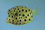 Picture of a Polka-dot Boxfish, Yellow Boxfish, or Blue-spotted Boxfish