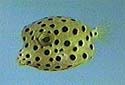 Click for more info on Polka-dot Boxfish