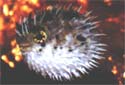 Animal-World info on Porcupine Puffer