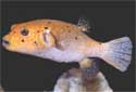 Puffers - Boxfish - Porcupinefish