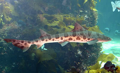 Imagen de un tiburón leopardo