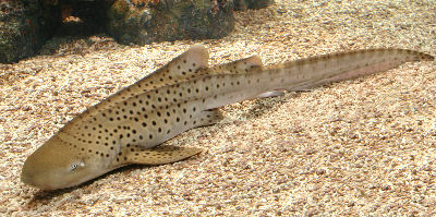 Picture of a Zebra Shark or Leopard Shark (Coral Sea)