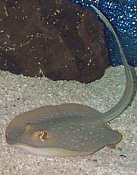 Picture of a Blue Spot Stingray or Blue-spotted Ribbontail Ray