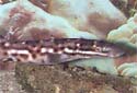 Animal-World info on Marbled Cat Shark