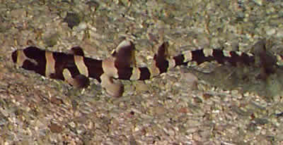 Picture of a Bamboo Shark or Brownbanded Bamboo Shark