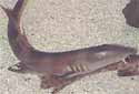 Click for more info on Cat Shark