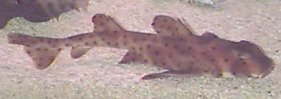Picture of a Horned Shark, Bullhead Shark, or Port Jacksons Shark