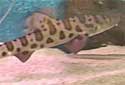 Animal-World info on Leopard Shark